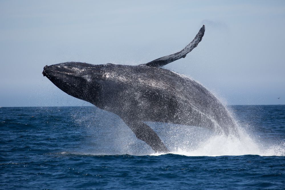 Whale Watching | New England Vacations Guide